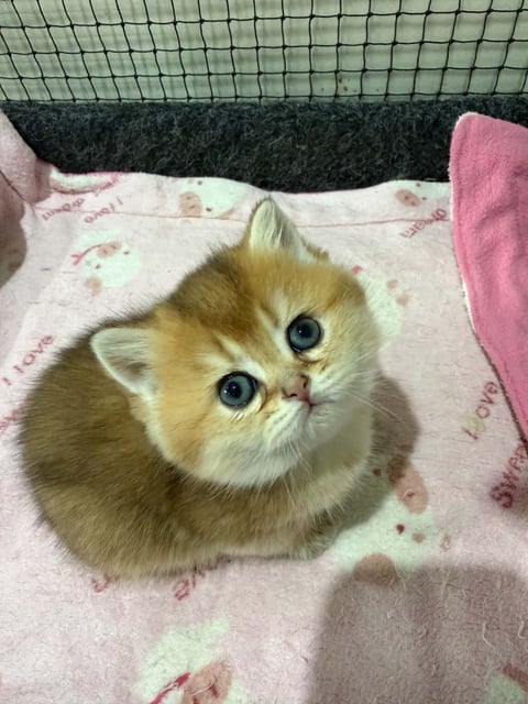 Golden British Shorthair Kitten