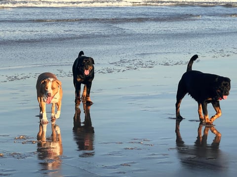 Beach day with the dogs