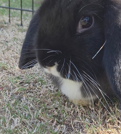 Willow
