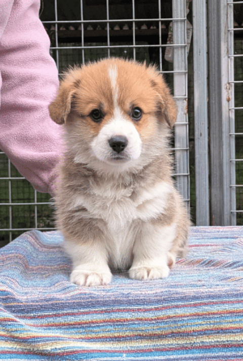 Previous Ochrehills pup