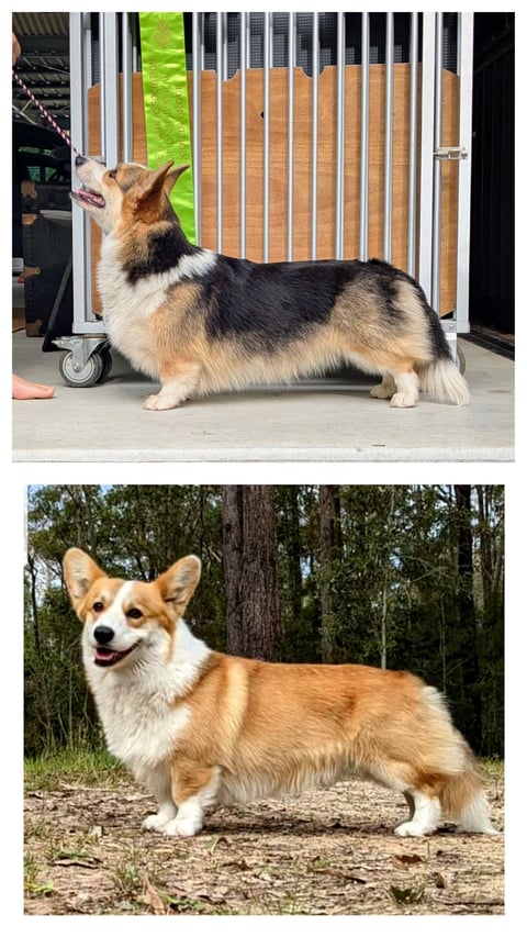 Max and Roxie are expecting!! 