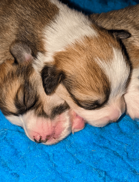 Previous pups