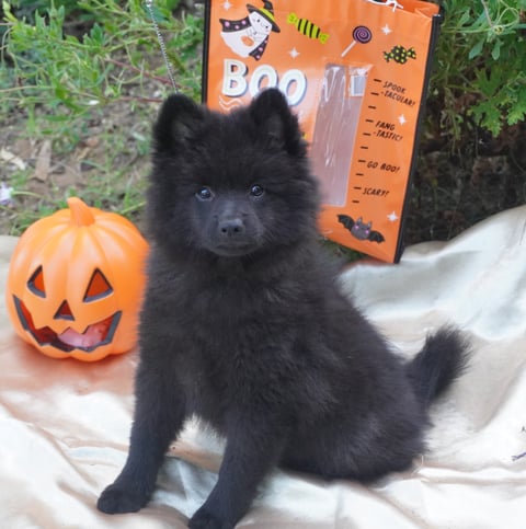 Archie Male Spitz Puppy