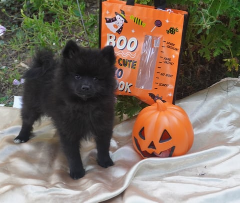 Ollie Male Spitz Puppy