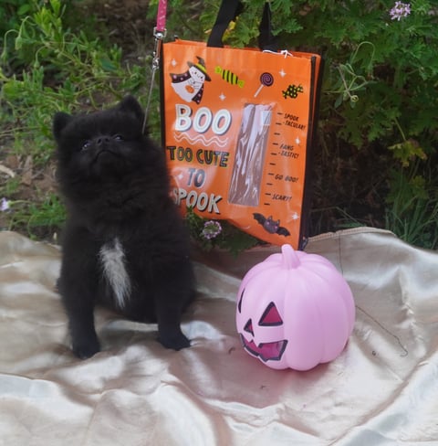 Paty Female Spitz Puppy