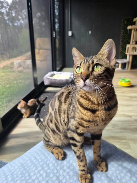 Queen Nala - mum