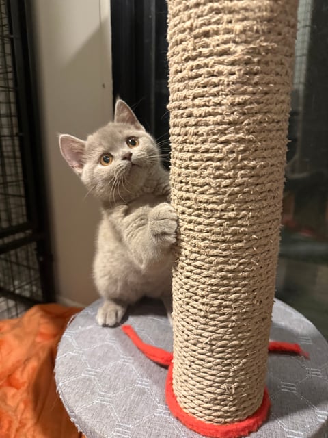 Lilac Male British Shorthair 
