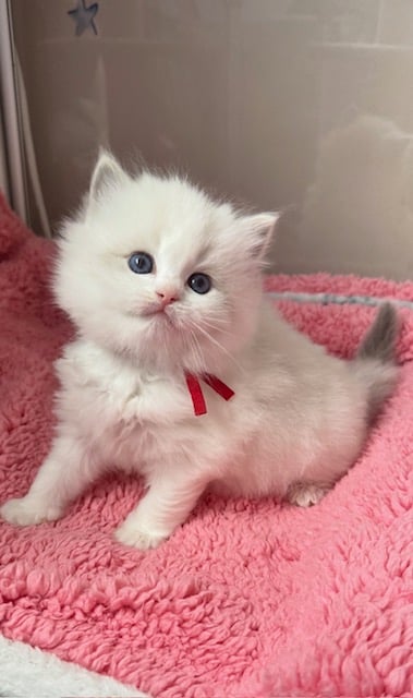 Blue tabby Bicolour BOY