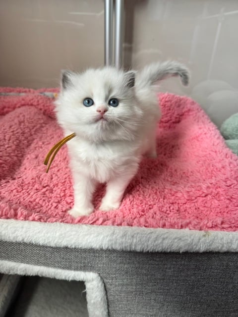 Blue Bicolour GIRL