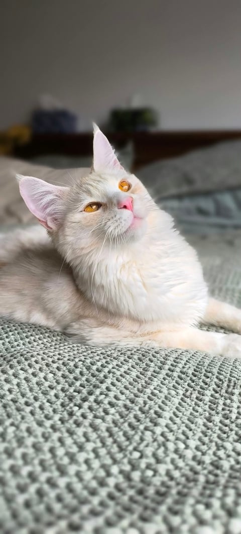 Mum Aura
